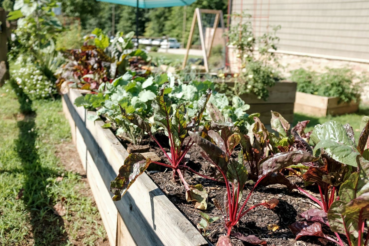Timber raised garden beds planted with leafy vegetables beside a lawn